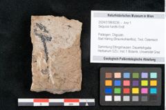 Foto (Objekt + Etikett) von Sequoia hardtii Endl. (NHMW-GEO-2024-0188-8236)
